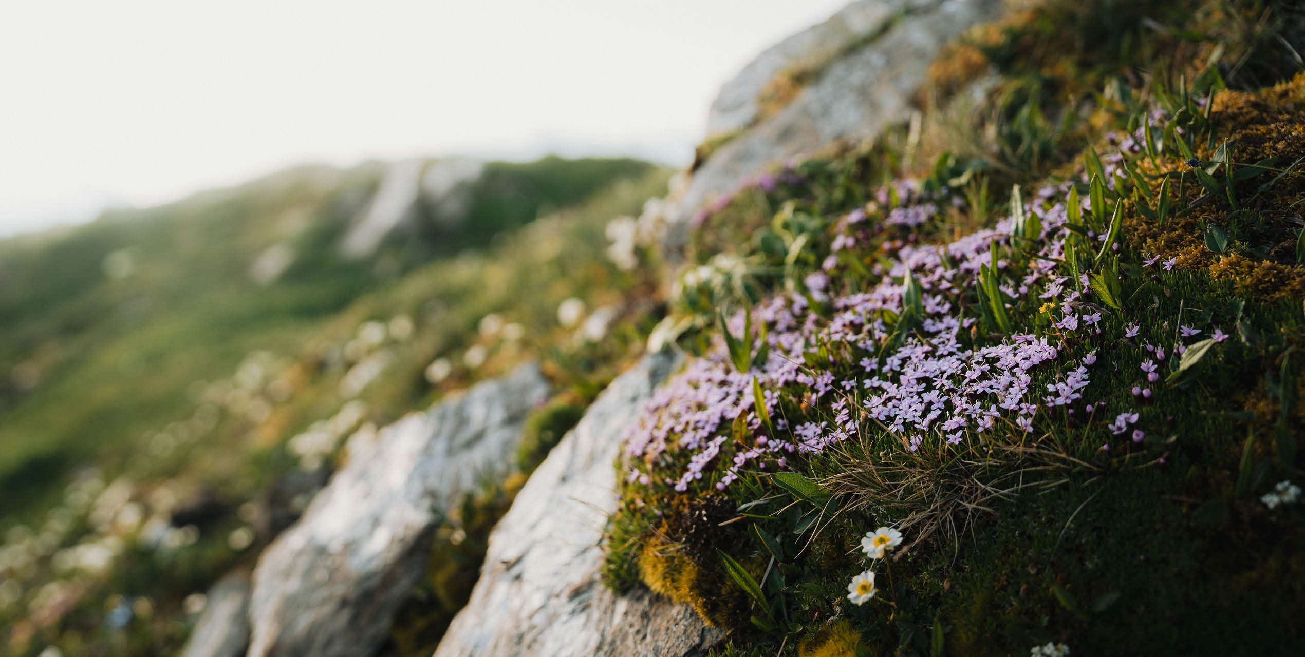 gaestehaus-fischer-alpenblumen-wandern-schmirn-c-tvb-wipptal-johannes-bitter