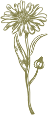 gaestehaus-fischer-illustration-blume