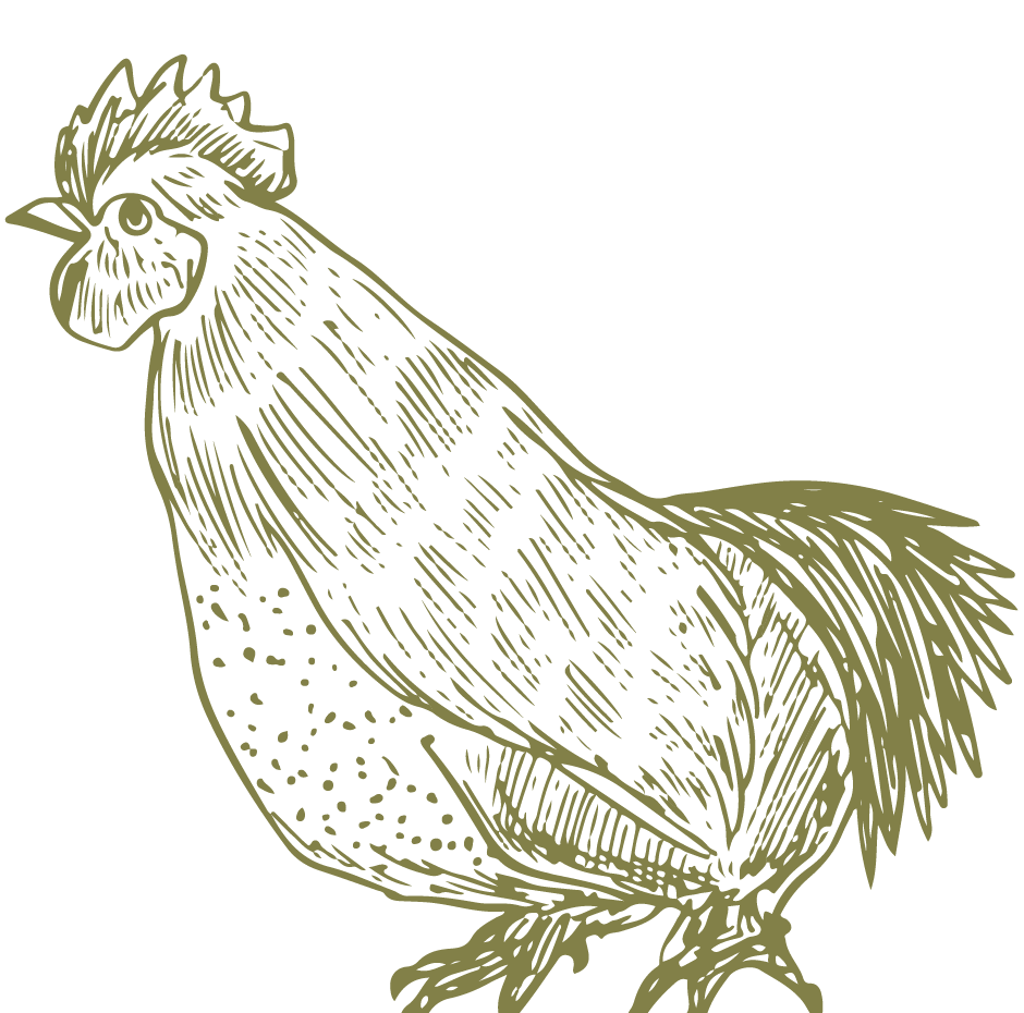 gaestehaus-fischer-illustration-henne
