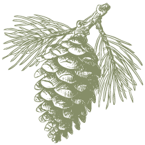 gaestehaus-fischer-illustration-tannenzapfen3