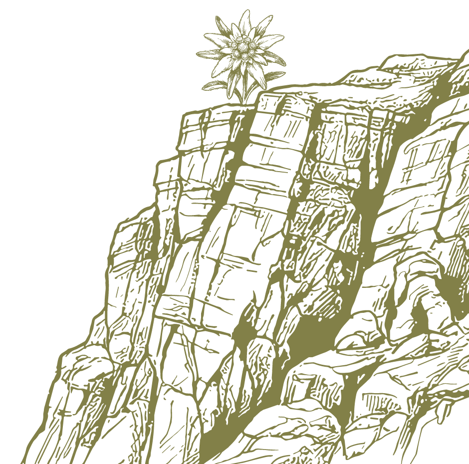 gaestehaus-fischer-kontakt-fels-mit-edelweiss-illustration
